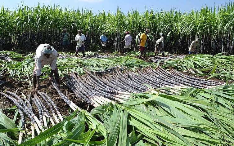 விருதுநகர் மாவட்ட பகுதியில்  தைப்பொங்கலுக்கான செங்கரும்பு அறுவடை மும்முரம்